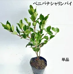 【 単 品 】ベニバナシャリンバイ樹高0.4ｍ前後15cmポット