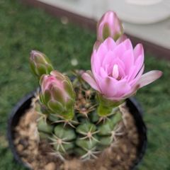 サボテン　ギムノカリキウム属　麗蛇丸
