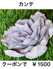 カンテ 多肉植物 多肉 エケベリア 女王 人気