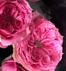 古澤蓮様」 切り花品種バラ苗Pink'n Pret♡ Rose