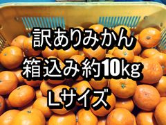 訳ありみかん　箱込み約10kg　Ｌサイズ