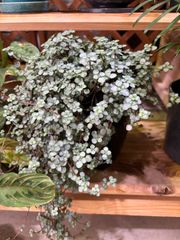 ピレア・グラウカ　花　ピンク　可愛い　観葉植物　小さい　ツル性　インテリア　グリーン　オシャレ