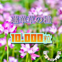 蓮華草の種