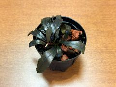 Bucephalandra sp. from sayan-1 Black【AZ0611-18】