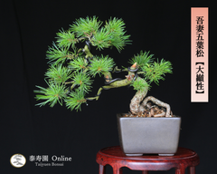 吾妻五葉松【大巓性】ダイテンショウ 実生 根上り 小品盆栽【泰寿園 Online】現品 一点物 盆栽 松柏 室内 鑑賞 趣味 卓上盆栽 盆栽鉢 グリーン 和 ギフト プレゼント 贈答品 ミニ盆栽 誕生日 母の日 父の日 敬老の日 記念日 お祝い 49