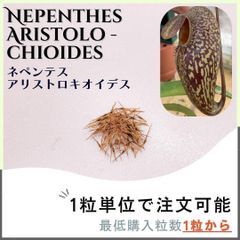【種子】ネペンテス アリストロキオイデス /セット割あり 数量1粒から購入可