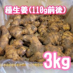 種生姜小(110g前後)3kg