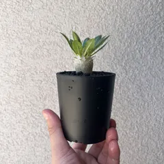 パキポディウム　ブレビカリックス実生4年目② セラアート3寸ロング鉢　塊根植物 パキポディウム ブレビカリックス実生4年目① セラアート3寸