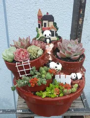 sweetbasket ハンドメイド 木箱 多肉植物寄せ植え パンダデスガ sweetbasket ハンドメイド 木箱 多肉植物寄せ植え パンダデスガ