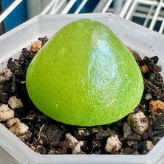 コノフィツム　ブルゲリ E　2.5cm 大苗 抜き苗 多肉植物 メルカリ便