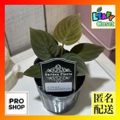 観葉植物　ホマロメナ ブラックベルベット 3号(個体おまかせ1鉢)　インテリアグリーン おしゃれ 可愛い かわいい 室内園芸(506509)