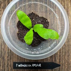 【速達】P.willinckii cv.月光爪哇【PLANTSMAN sp】①