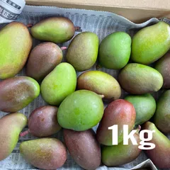 摘果マンゴー 7kg＋α-