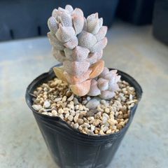 速達＊多肉植物 カット苗 クラッスラ 稚児姿 発根済
