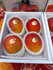 沖縄県産マンゴー優品 4玉 1.3〜1.5kg