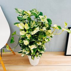 ［現品］1番　パキラ　編み込み　7号　観葉植物　室内　おしゃれ　かわいい　ねじり e35dafafa35852ece7c955f0dab125