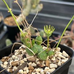 ユーフォルビア　グロボーサ　Euphorbia globosa