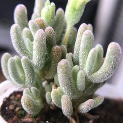 新入荷　多肉植物　ドロサンテマ 超キラキラ White flash  抜き苗１株
