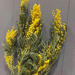 ミモザ　1束　ドライフラワー　スワッグ　花材