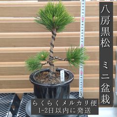 八房黒松 小品盆栽 陶器鉢 - メルカリ