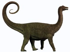 サルタサウルスの卵の殻（ジュラ紀）