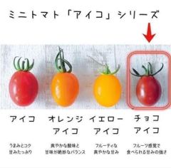【野菜の種】フルーツのような強い甘み♡ミニトマト「チョコアイコ」の種３粒