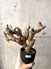 bon25希少 3年管理 ペラルゴニウム・クリズミフォリウム 現地球 ペラルゴニウム クリズミフォリウム | hanayoshi-botanical