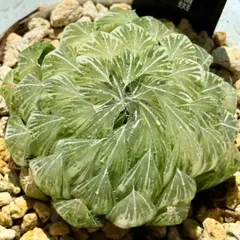 OM実生 スプレンデンス 糊斑＊ハオルチア＊錦 Yahoo!オークション - 多肉