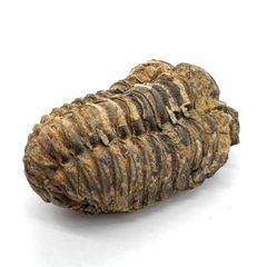 【送料無料】つくしサイエンス 三葉虫 化石 恐竜 本物 古生代 モロッコ産 (8-10cm)【返品・交換保証】