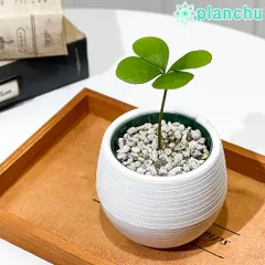 sari　希少　ザミア　フロリダーナ　陶器鉢　植え込み発送 ザミア フロリダーナ Hanayoshi-botanicalオリジナルポット