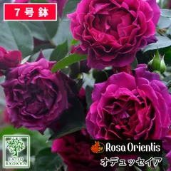 2024年最新】赤薔薇苗の人気アイテム - メルカリ