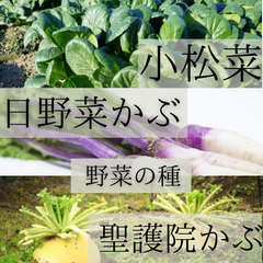 小松菜/日野菜かぶ/聖護院かぶ　秋蒔き野菜の種