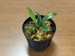 Bucephalandra sp. "Sekadau3" wavy leaf【TB】