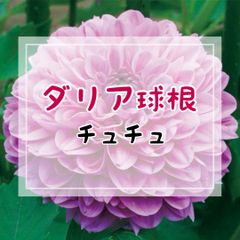 【球根】ダリア・チュチュ（フォーマルデコラ咲き・中小輪咲・中性）／1球