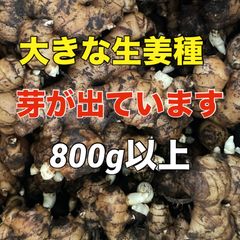 大きな生姜種‼️芽が出ています800g‼️