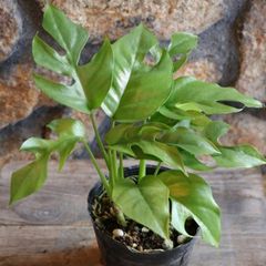モンステラ ミニマ 3〜3.5号ポット苗 【1株販売】 観葉植物 鉢植え お洒落 おしゃれ 可愛い かわいい かっこいい インテリア 室内 苗 初心者