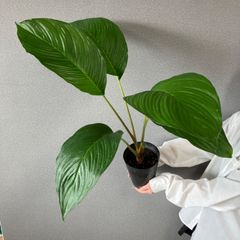 超希少❗️交配種❗️チランジア メアリーZ チアペンシス×ローランド