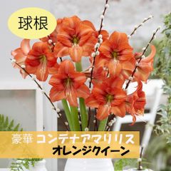 コンテナアマリリス　オレンジクイーン1球