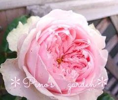 ラスト1点！✨レア切り花品種✨　淡ピンク色ロゼット咲き　バラ苗　挿し木