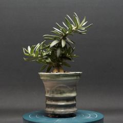 "Pachypodiumbispinosum" パキポディウム ビスピノーサム 管理2286