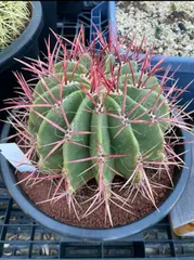 2025年最新】フェロカクタス 赤鳳の人気アイテム - メルカリ