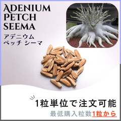 【種子】アデニウム ペッチシーマ /セット割あり数量1粒から購入OK