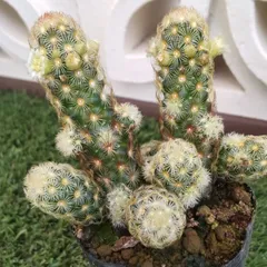 【手渡し限定】黄金丸（こがねまる）② 「マミラリア属」　栽培45年生　多肉植物 手渡し限定】黄金丸（こがねまる）① 「マミラリア属」栽培45年生 多肉植物