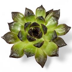 【新品種】韓国苗 エケベリア オブシディアン 多肉植物