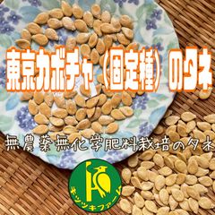 東京カボチャ（南瓜固定種）のタネ10粒　無農薬・無化学肥料栽培のタネ