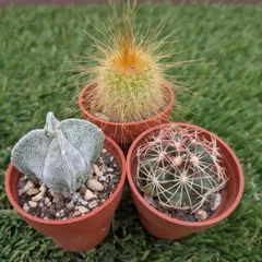 2025年最新】鸞鳳玉の人気アイテム - メルカリ