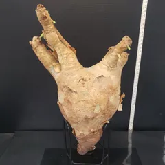 超特大 現地球 発根済み キフォステンマ マクロプス 山中勇人 y鉢付き 2025年最新】キフォステンマ マクロプスの人気アイテム - メルカリ