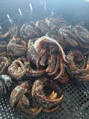 ヤドカリ冷凍 小さめ 6パックセット 釣りエサ 送料全国一律