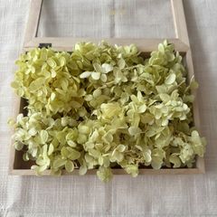 プリザーブドフラワー アジサイ 約18g (グリーン系) MACH 未使用品 ピラミッド 紫陽花 ヘッド
