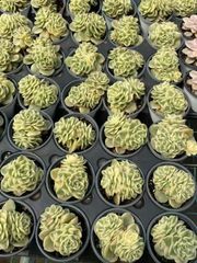 抜き苗 ラモウタン錦 MY88×18株 ふっくら 多肉植物 エケベリア サボテン 韓国苗 新入荷